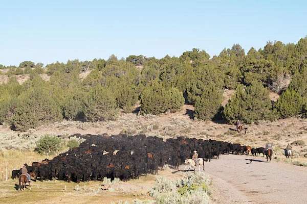 Ranch Life Gallery