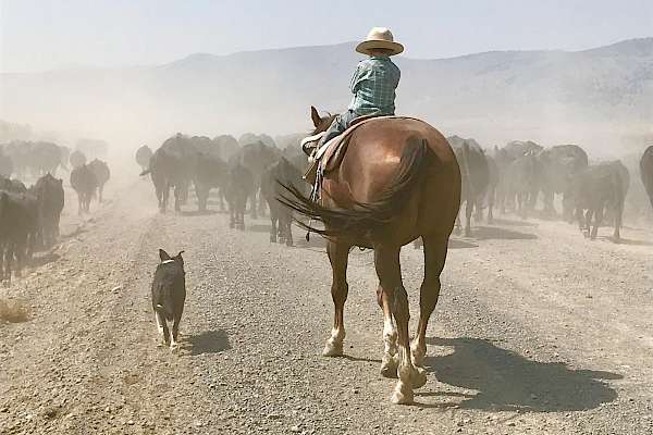 Ranch Life Gallery