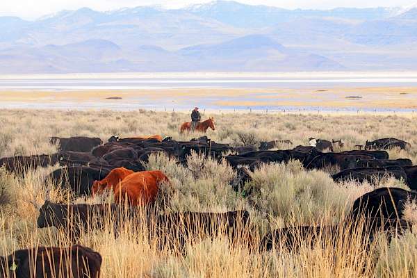 Ranch Life Gallery