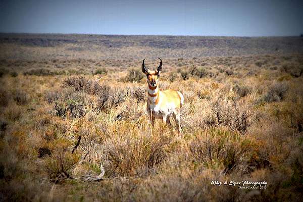 Hunting & Wildlife Gallery